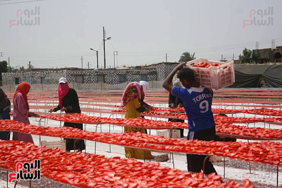  العمال ينطلقون فى تجفيف 95 فدان طماطم بإسنا