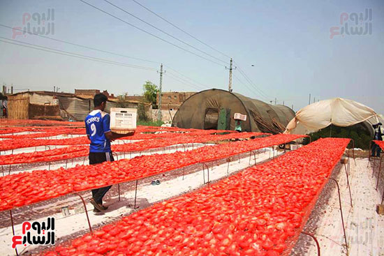  الطماطم المجففة تصدر لأوروبا بسعر 16 ألف جنيه للطن