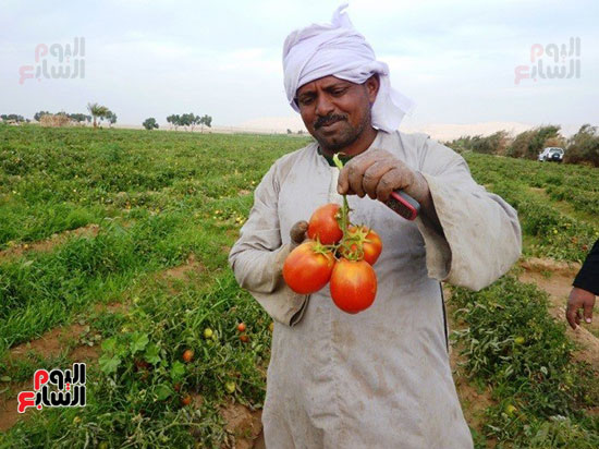  سعادة المزارعين بتصدير الطماطم المجففة لأوروبا
