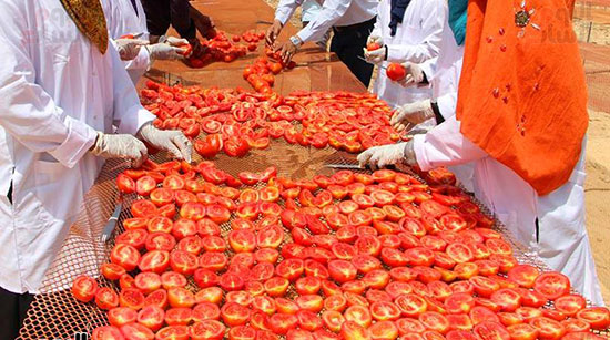  الطماطم تستعد للتجفيف قبل التصدير للخارج