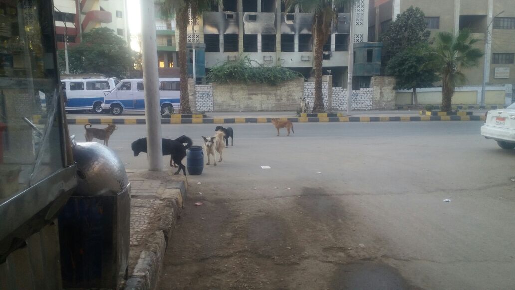 2-الكلاب الضالة تتنتشر بشوارع المدينة