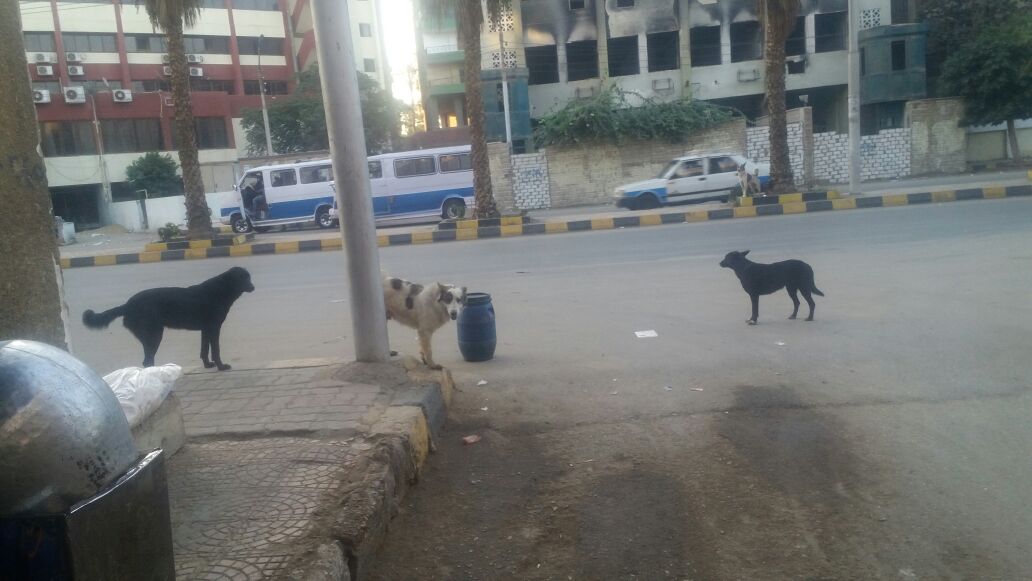 3-الكلاب تتجول بالشوارع