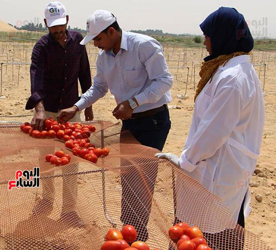 مهندسين الزراعية خلال تجفيف الطماطم بالأقصر