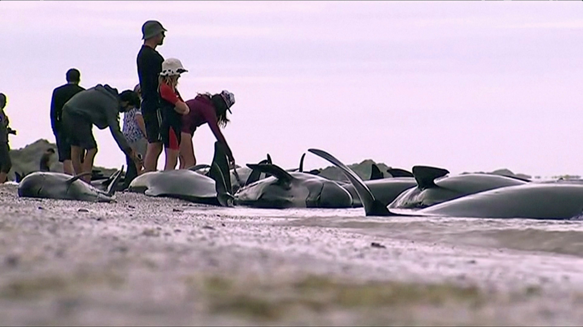 نفوق حيتان على شواطئ نيوزلندا والغواصون يساعدون فى اخراجها إلى الشاطئ