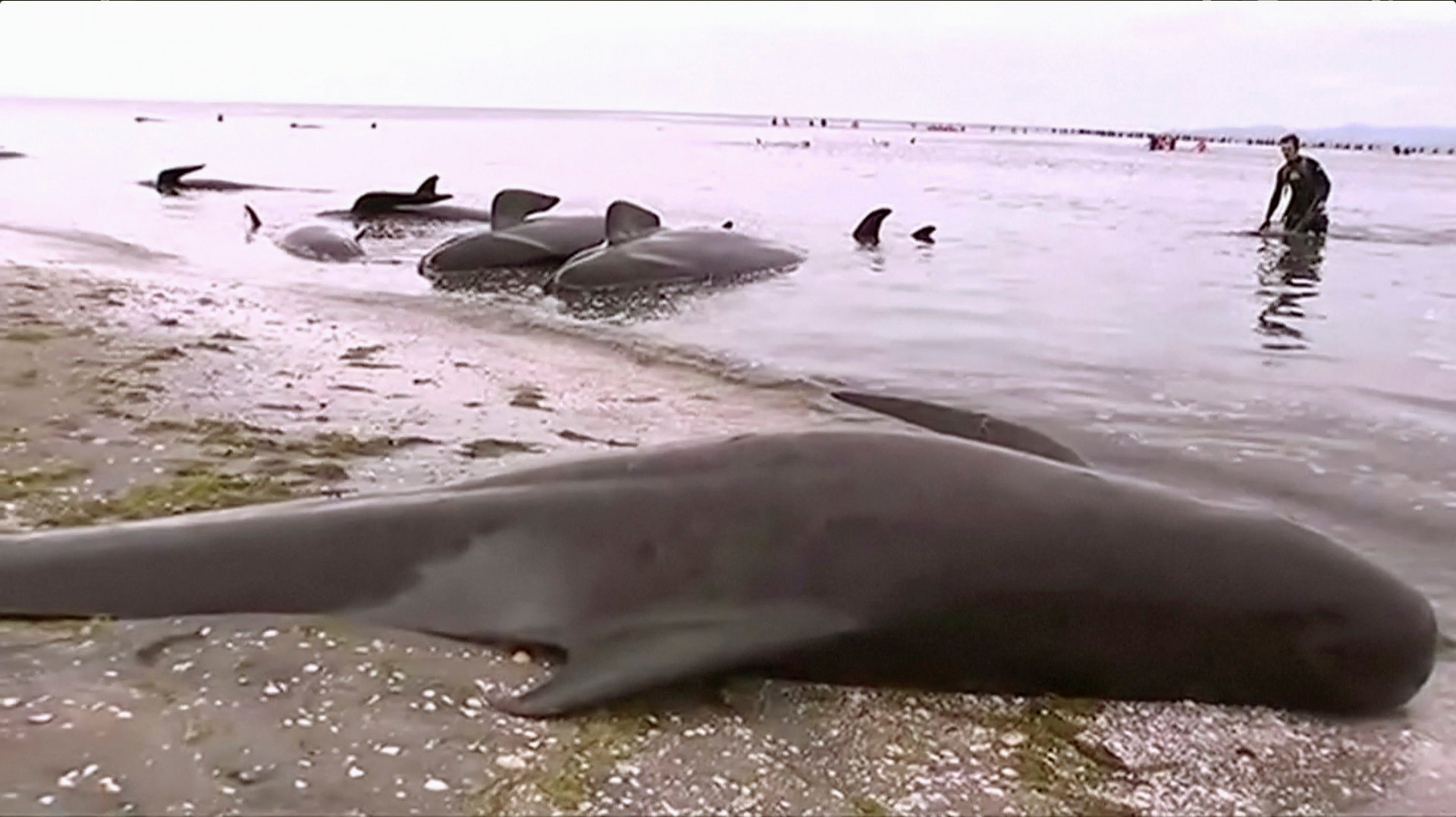نفوق عشرات الحيتان بعد تجريفها إلى شواطئ نيوزلندا