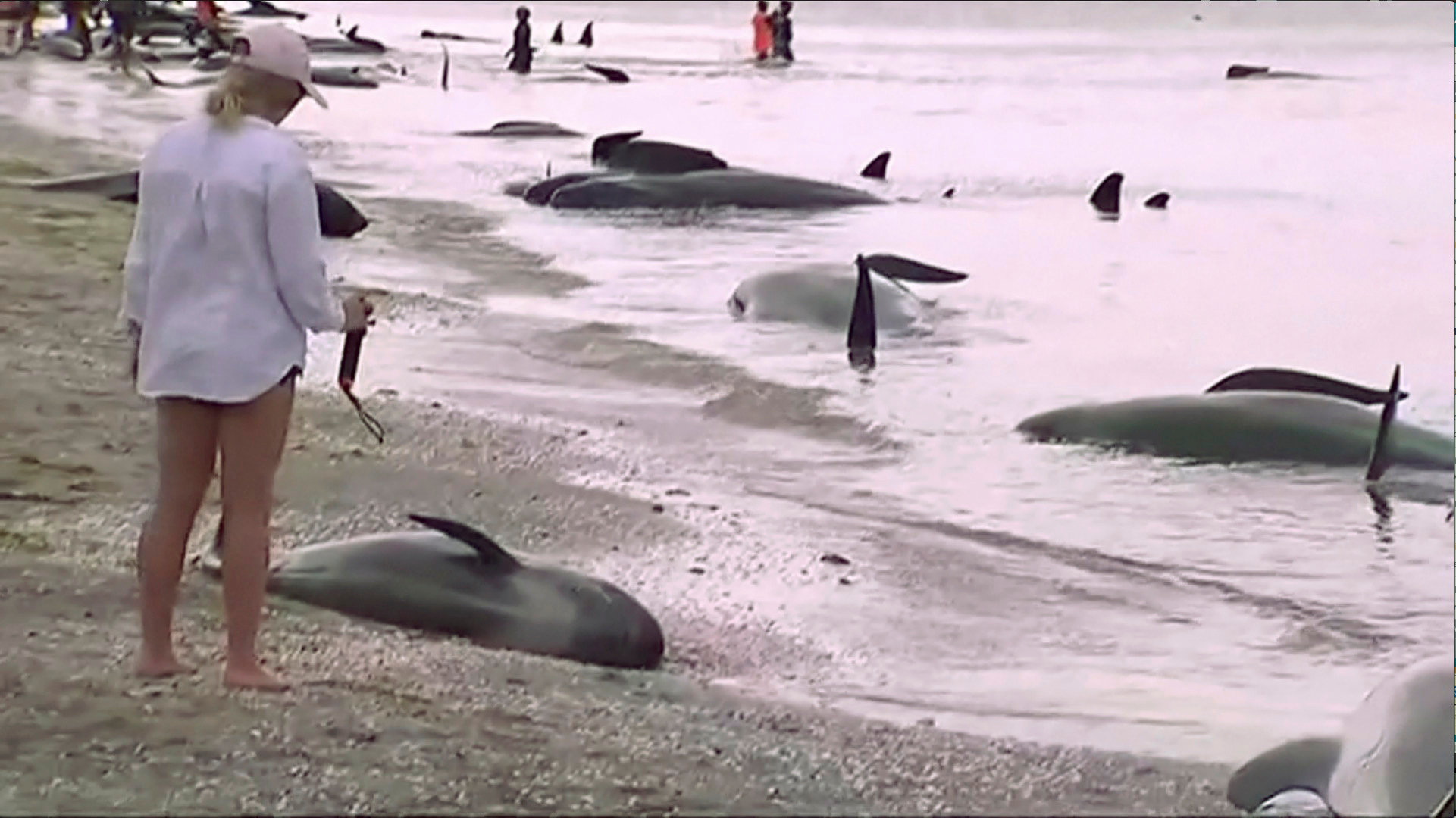Почему дельфинов выбрасывает на берег. Дельфины в новой Зеландии. Дельфины выбрасываются на берег. Массовое выбрасывание китов на берег.