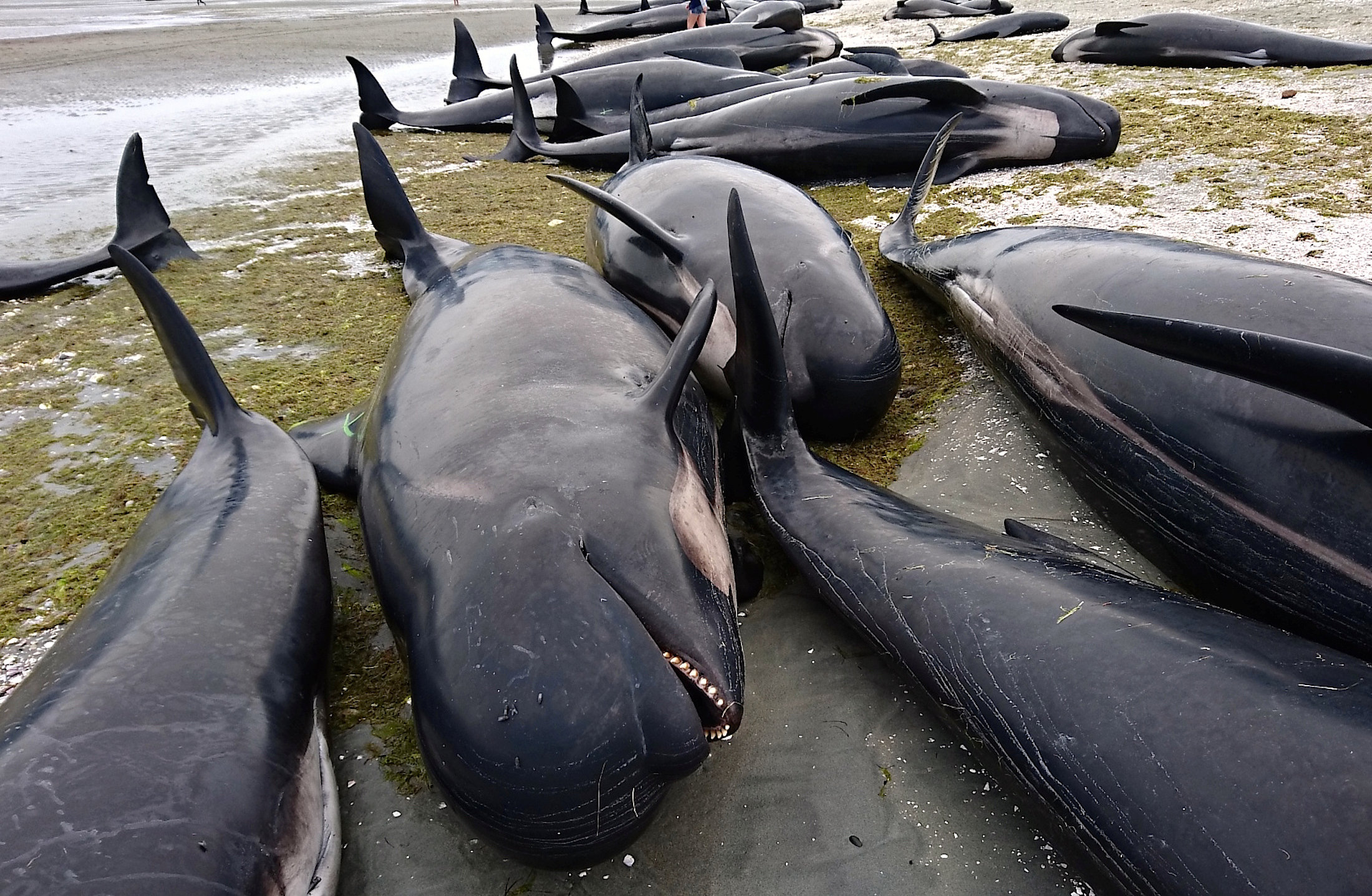 Почему киты выбрасываются на берег. В новой Зеландии дельфины выбросились на берег. Черный Дельфин Гринда. Гринды дельфины. Массовый выброс китов на берег.