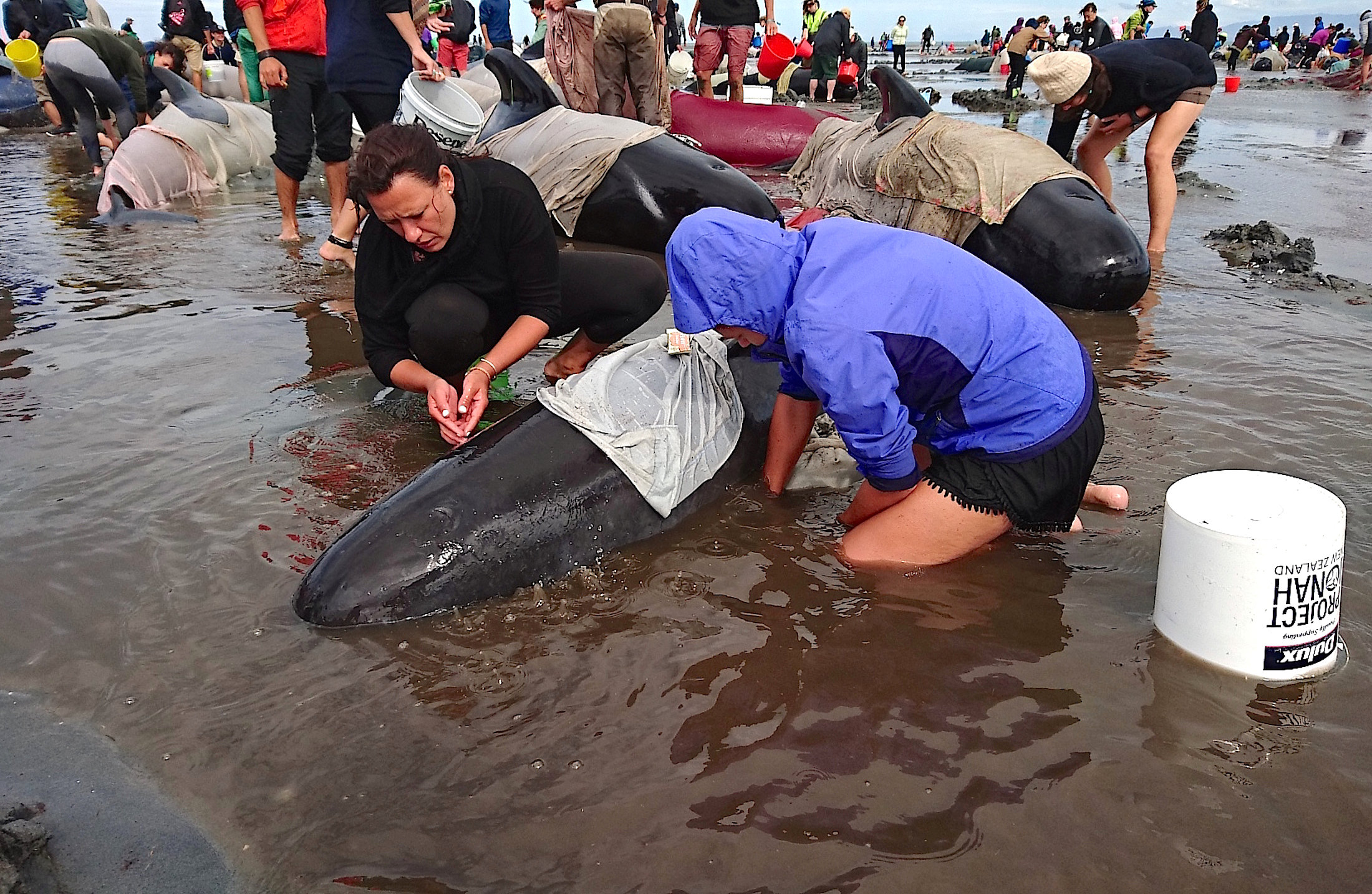 سكان نيوزلندا يحاولون سكب المياه على الحيتان فى محاولة لانقاذها