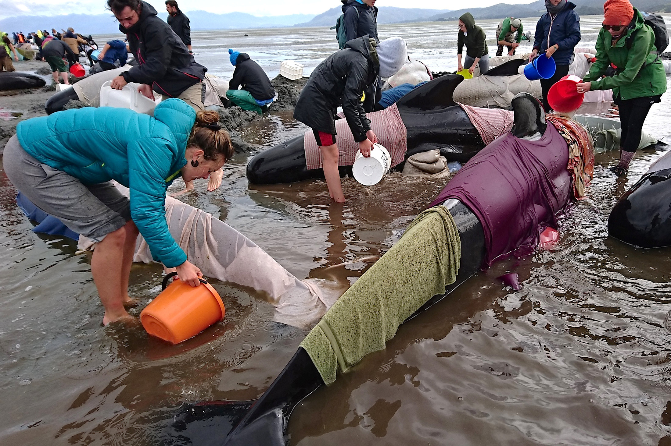 محاولات انقاذ بعض الحيتان التى جرفتها المياه