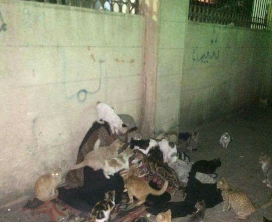 سيدة تطعم القطط أمام مقابر زينهم