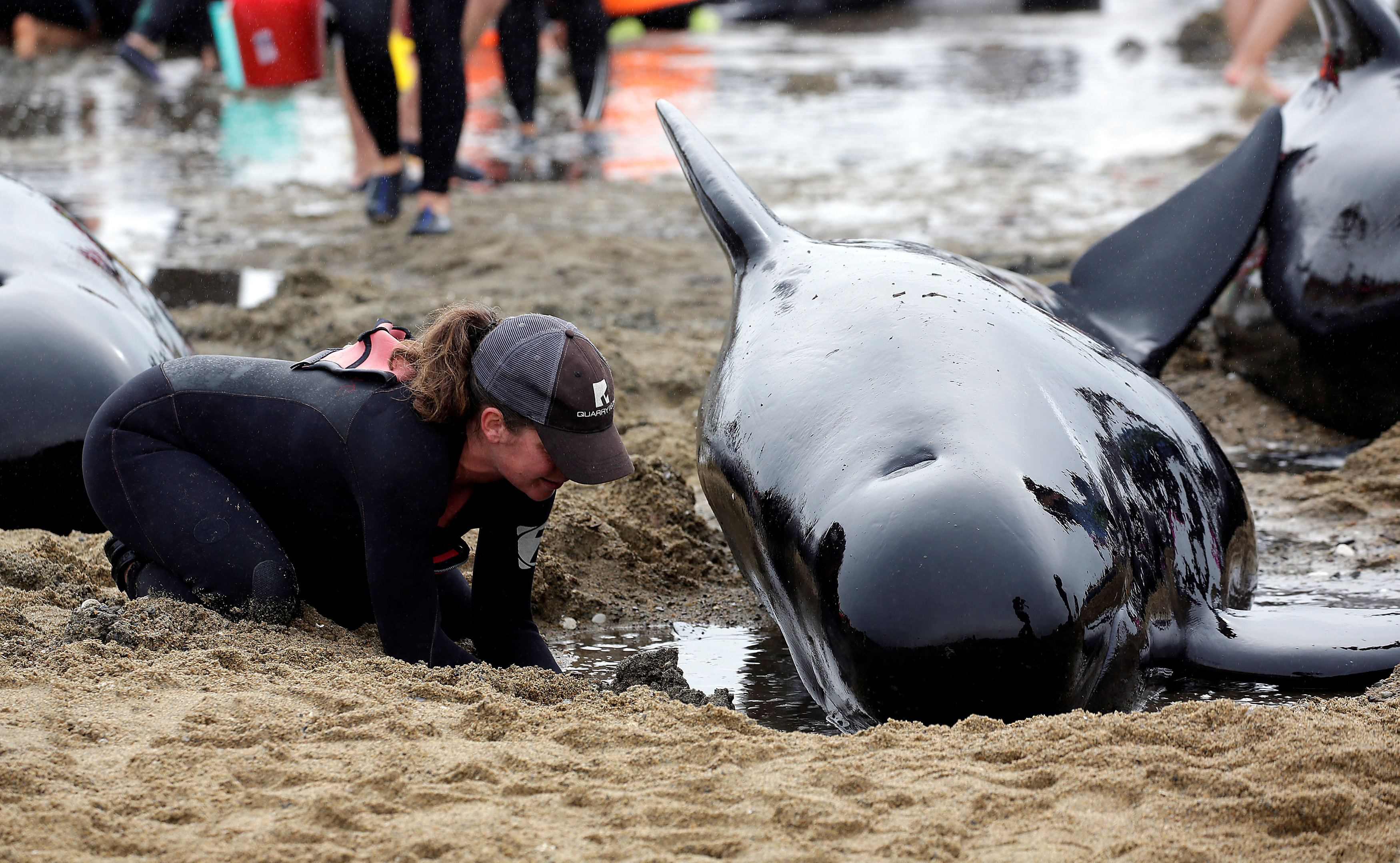 احدى المتطوعات تساعد أحد الحيتان على شواطئ نيوزلندا