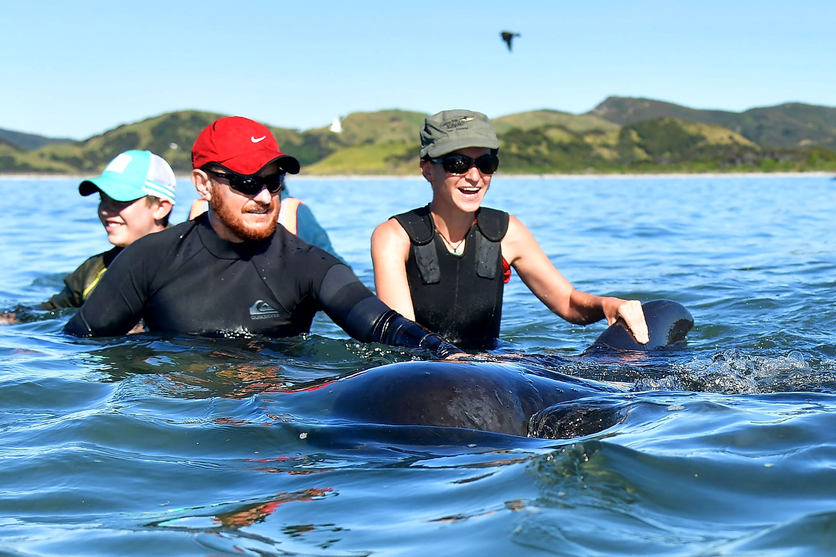متطوعون فى نيوزيلندا يساعدون حيتان عالقة ويعيدونها إلى المياه