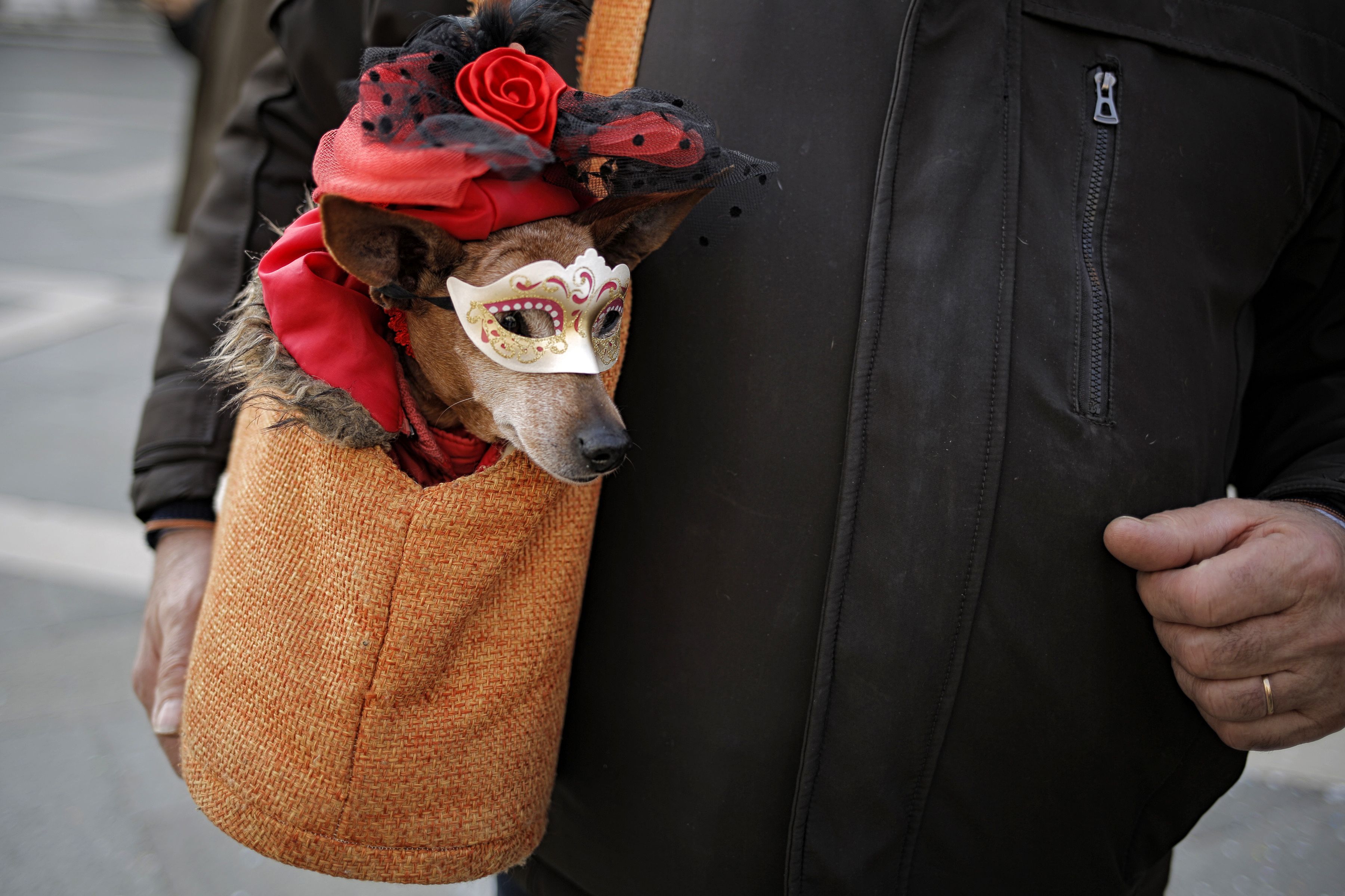 رجل يحمل كلب يرتدى قناع خلال المهرجان 3