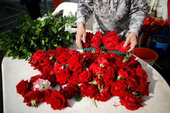 تجهيز باقات الورد الأحمر بمناسبة عيد الحب