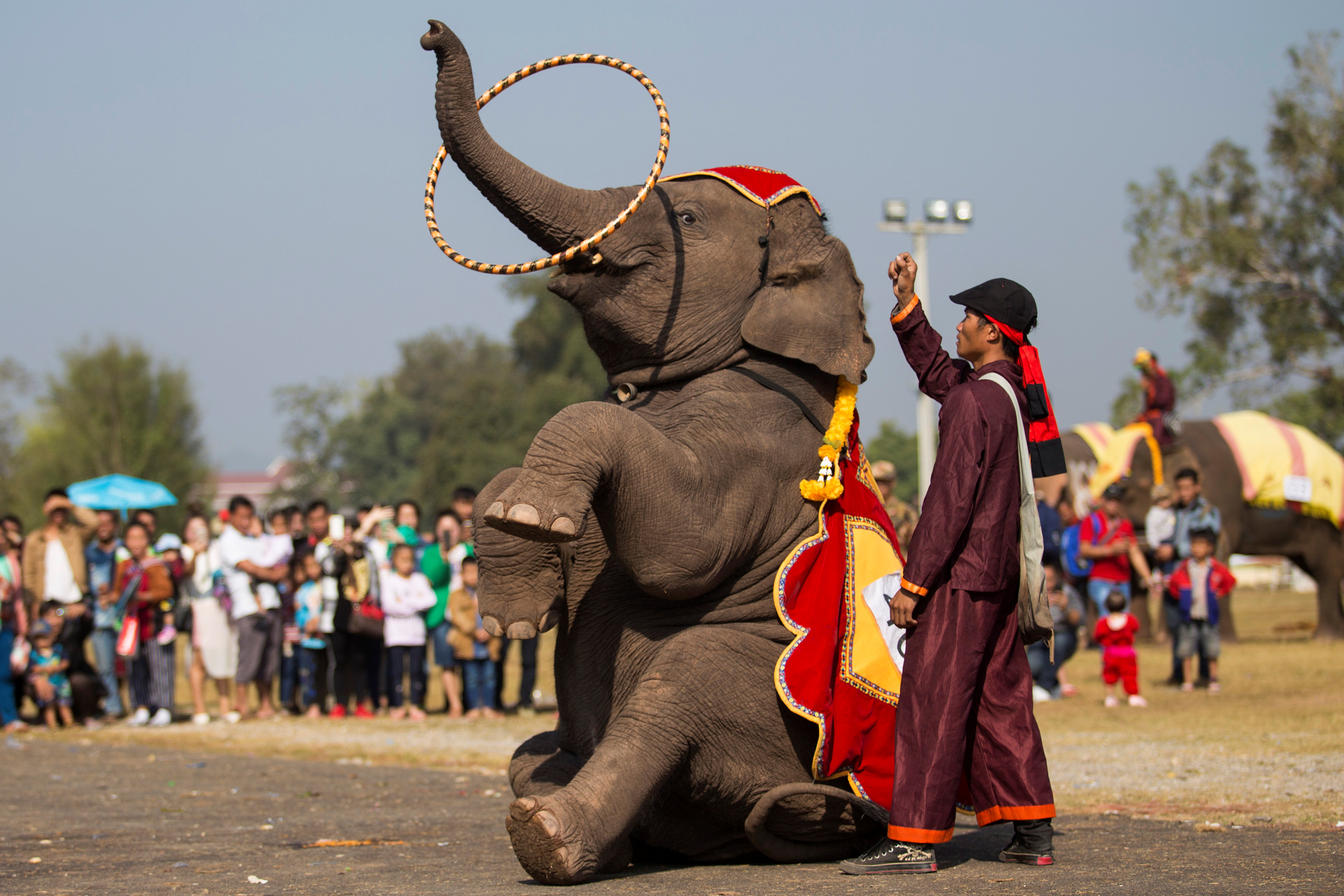 فيل يؤدى ألعاب سيرك فى لاوس قبل انطلاق الموكب