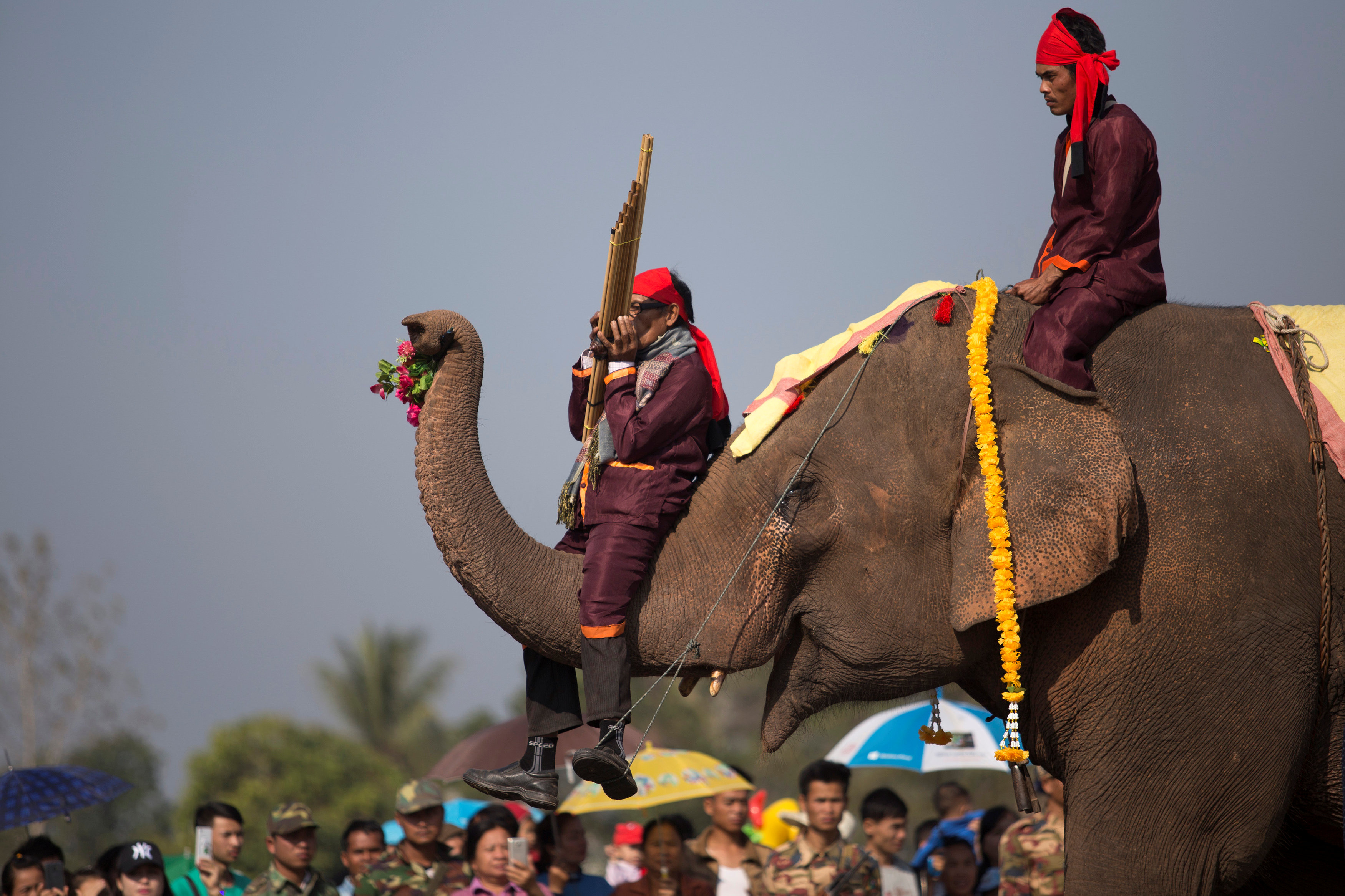 فيل يرفع الورود بزلومته خلال موكب للأفيال فى لاوس