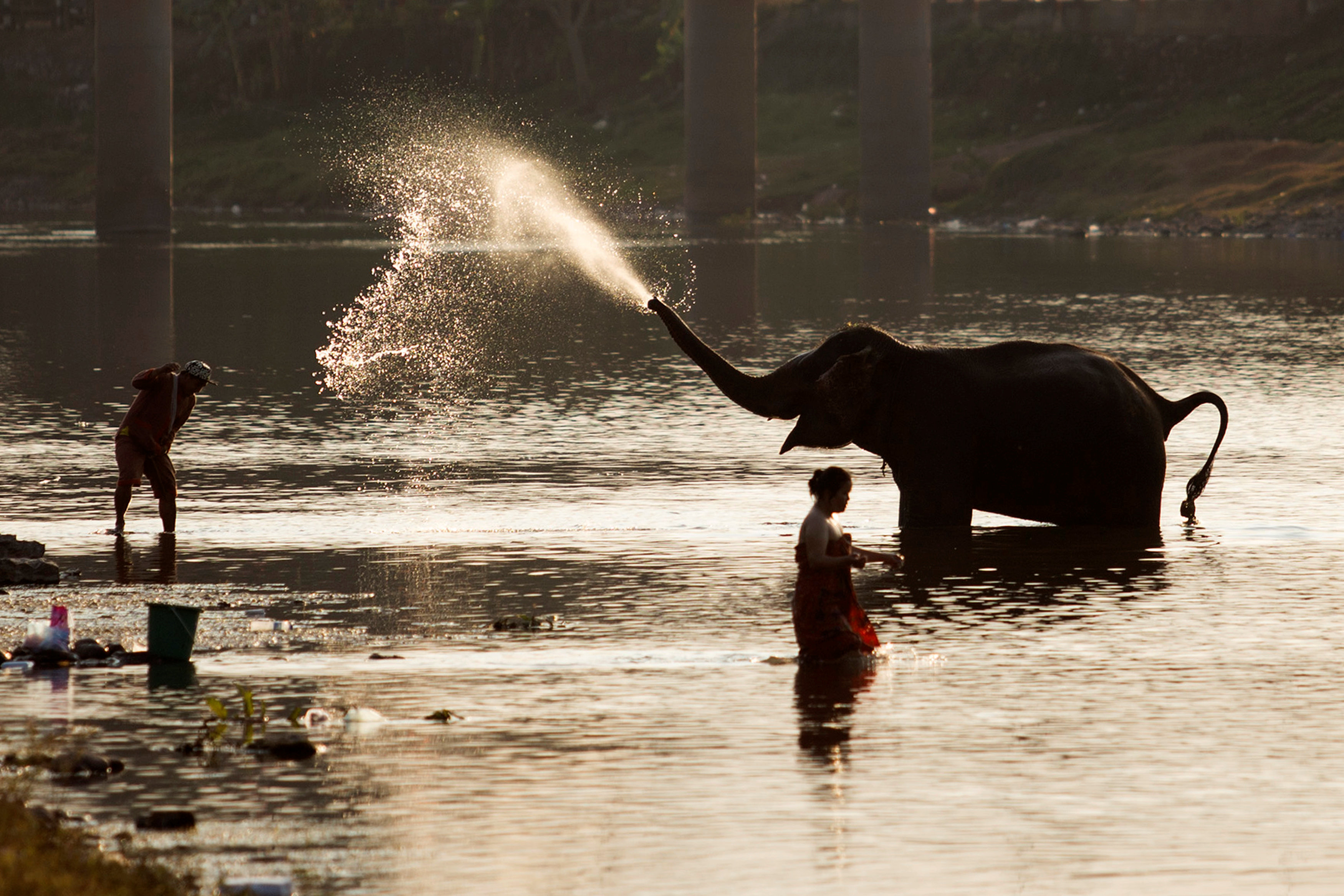 فيل يرش الماء بزلومته فى النهر قبل انطلاق موكب بدولة لاوس
