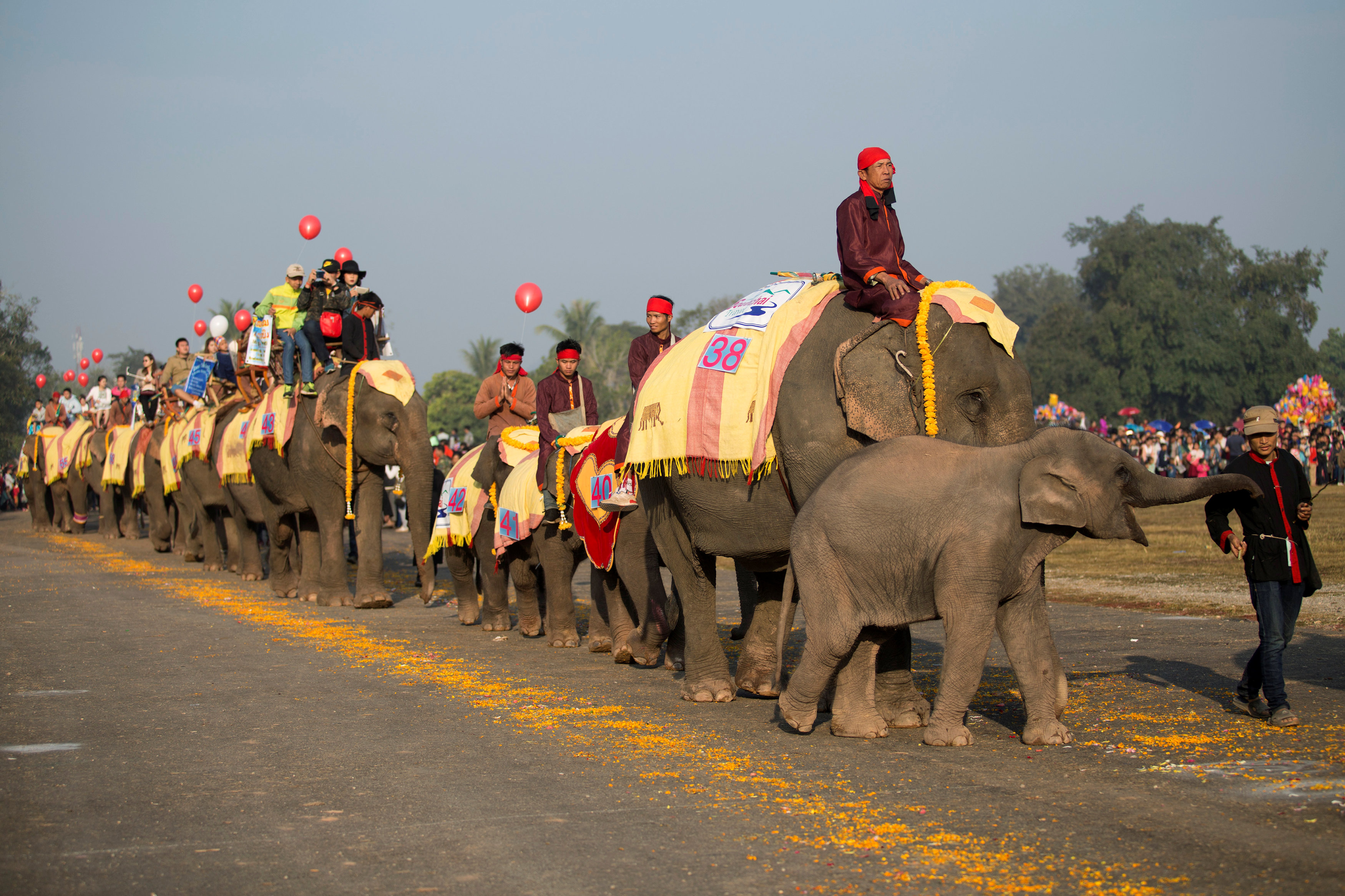 موكب للأفيال فى دولة لاوس