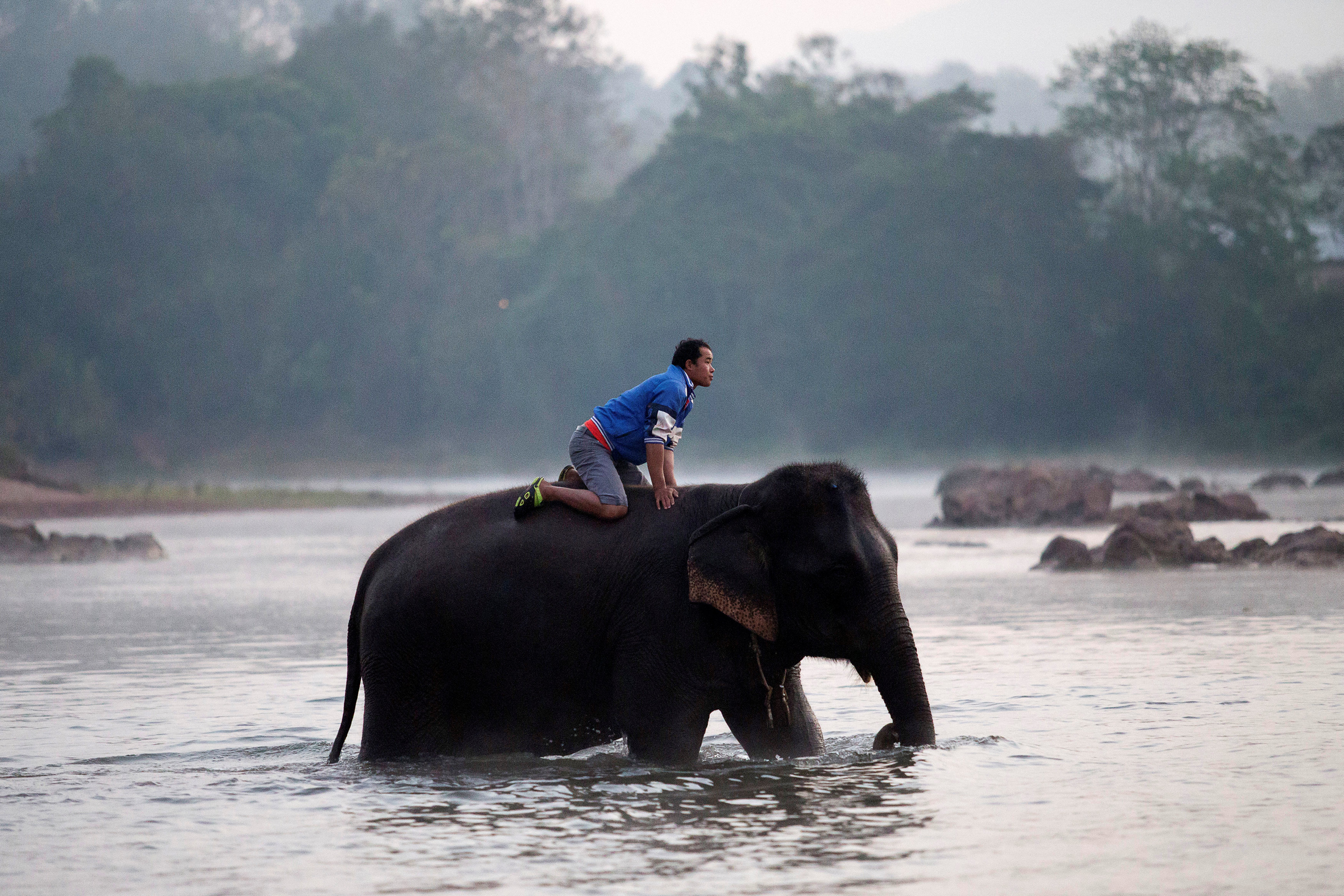 فيل يعبر النهر للمشاركة فى موكب الفيلة بدولة لاوس