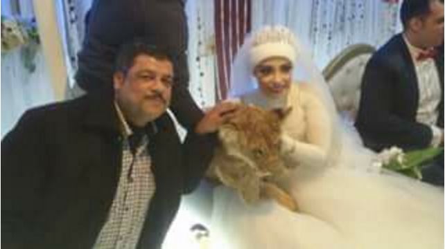 أحد المعازيم يلتقط صورة مع العروس والأسد