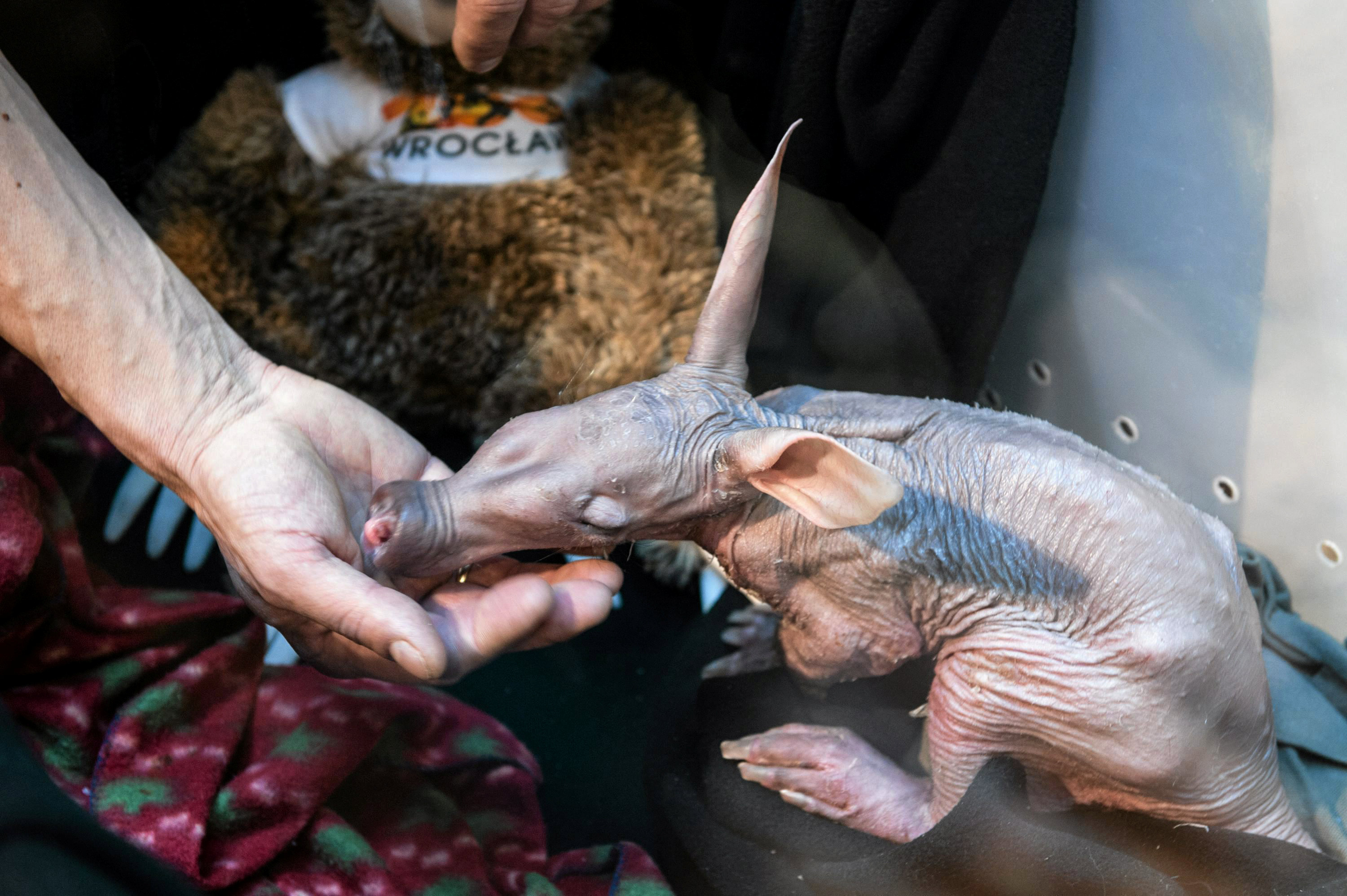 حارس بحديقة الحيوان فى بولندا يطعم مولود جديد لخنزير الأرض