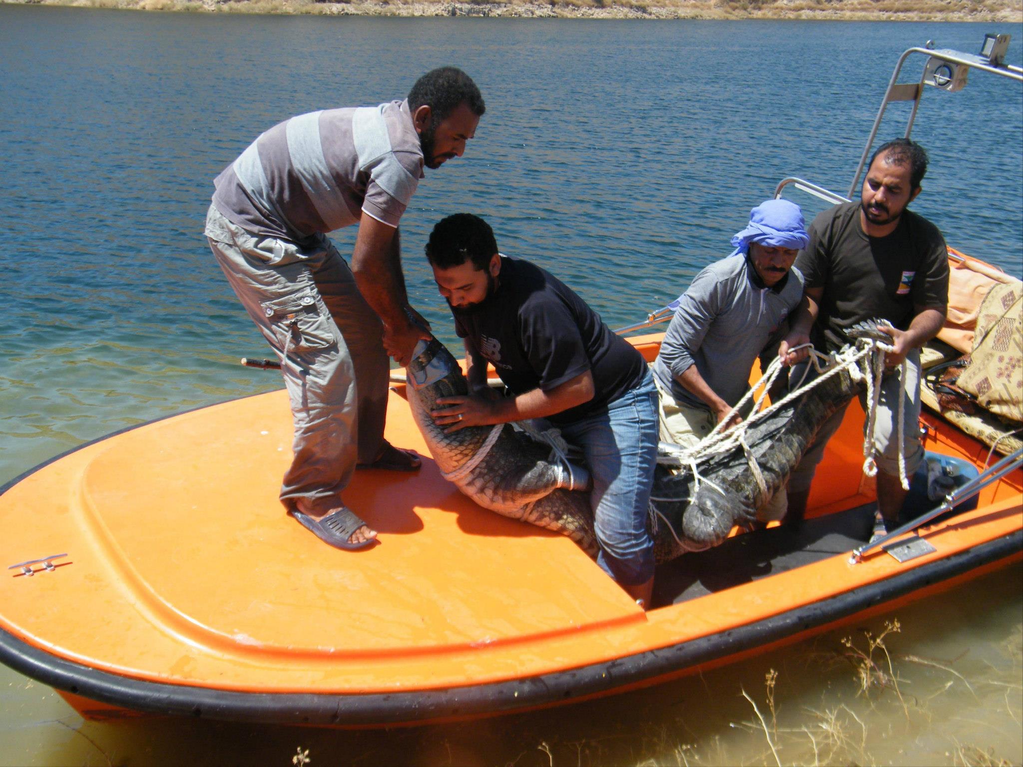 فريق المحميات يطلق تمساحًا كبيرًا فى بحيرة ناصر