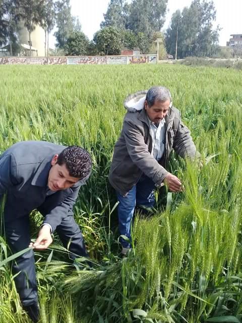  اوراق مصابة