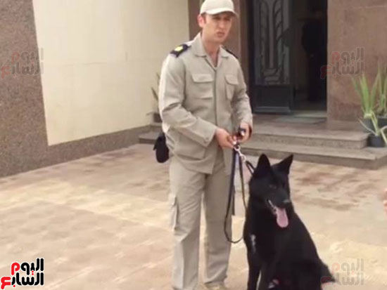 تدريب الكلاب البوليسيه (4)