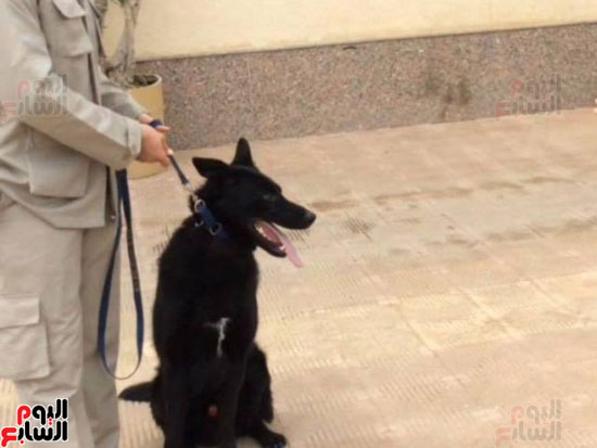 تدريب الكلاب البوليسيه (2)