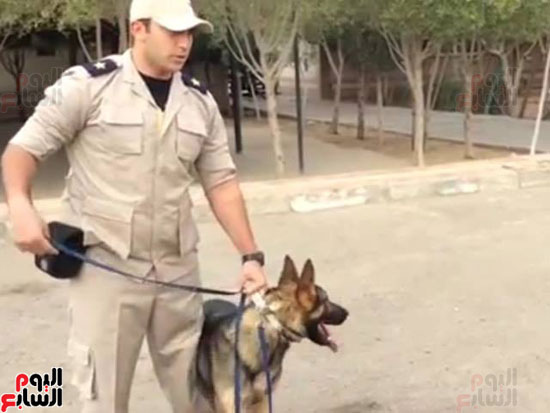 تدريب الكلاب البوليسيه (5)