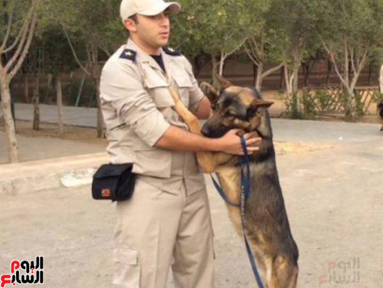 تدريب الكلاب البوليسيه (3)