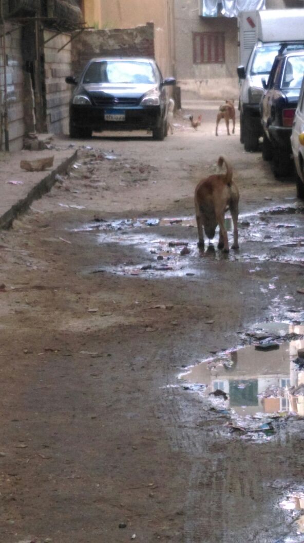الكلاب فى شارع عثمان بالزيتون