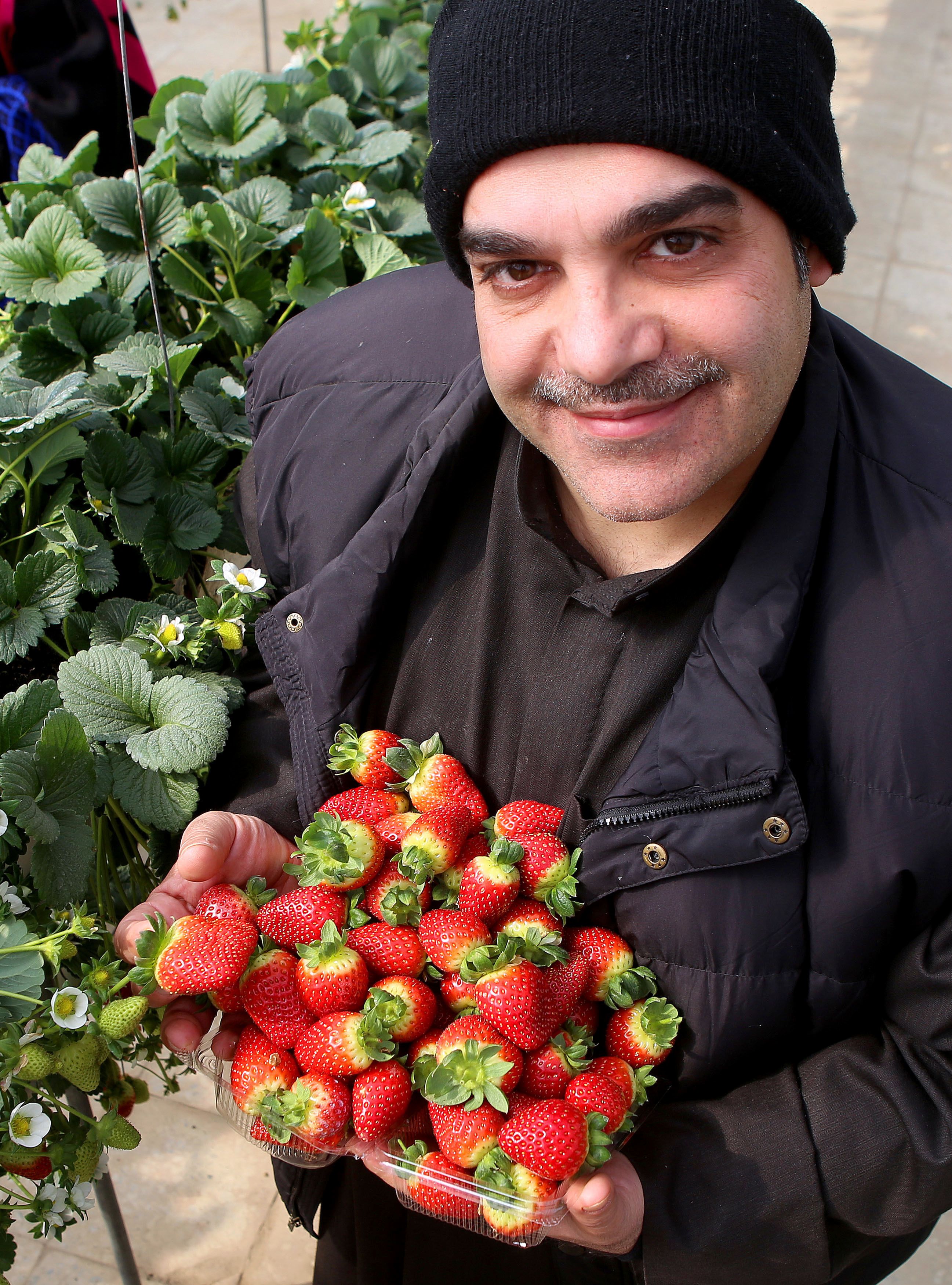 مواطن يحمل ثمار الفراولة بعد قطفها من شجار مزرعة البحيرة الزرقاء فى الكويت