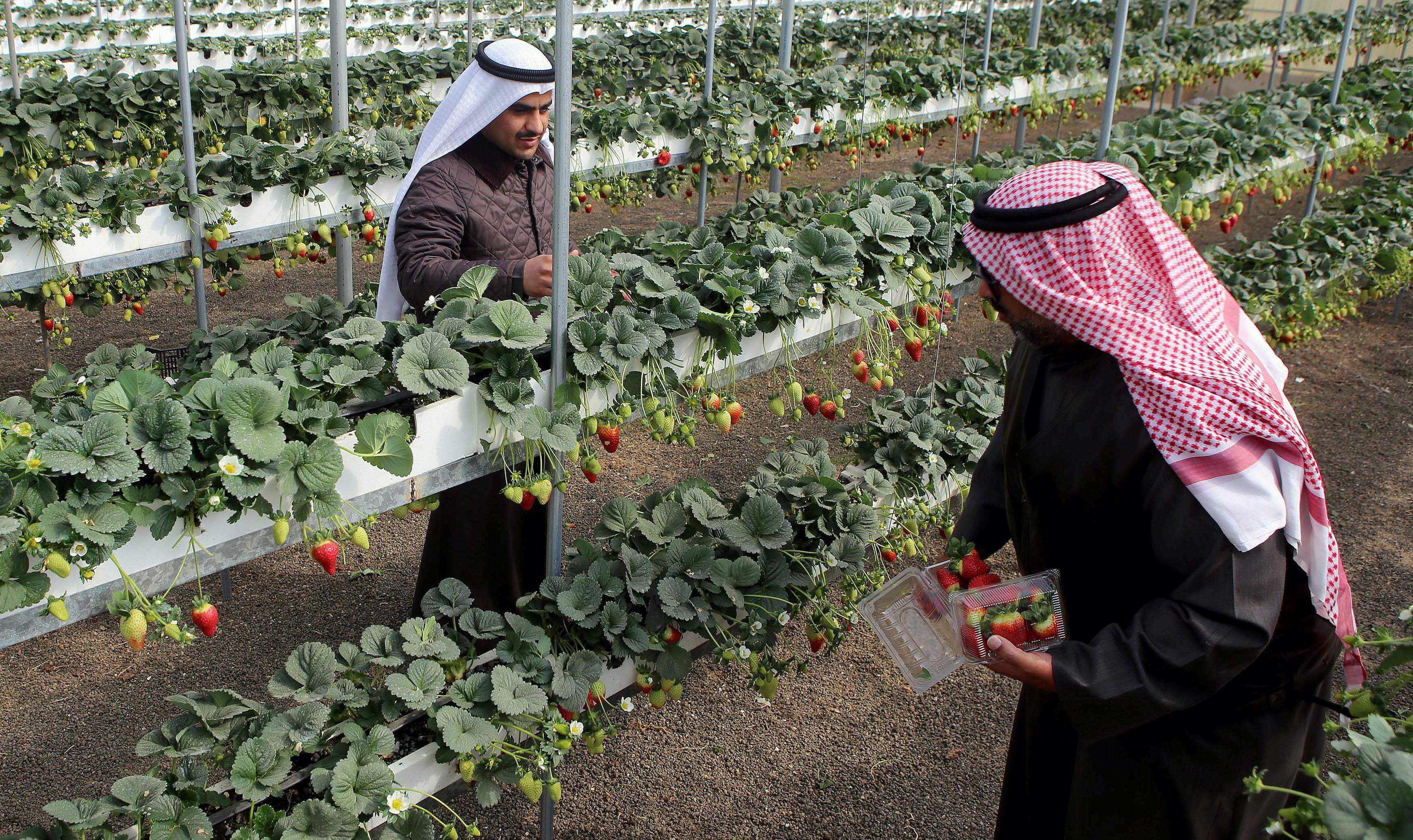 معرض مزرعة البحيرة الزرقاء فى الكويت لتشجيع السياحة الزراعية