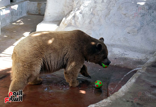 الدب يلعب بالكور