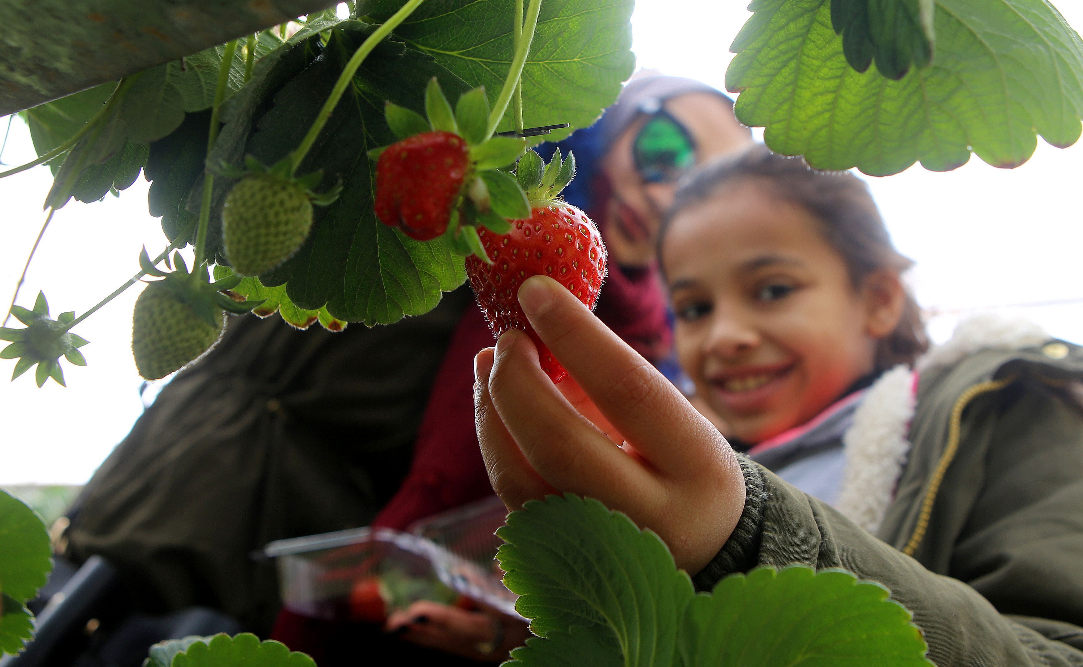 طفلة تقطف ثمرة فراولة فى مزرعة البحيرة الزرقاء بالكويت