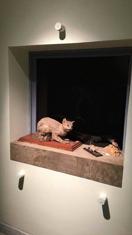 قطط محنته ضمن معروضات متحف الصيد