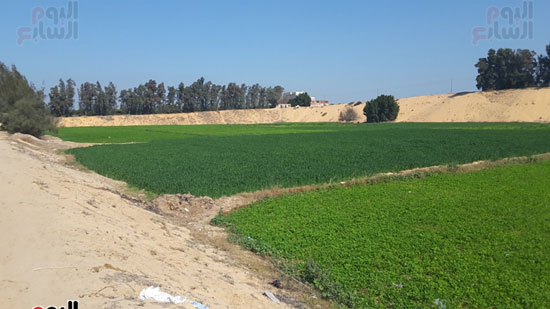 البرسيم والخضروات داخل الأراضى بمركز بدر