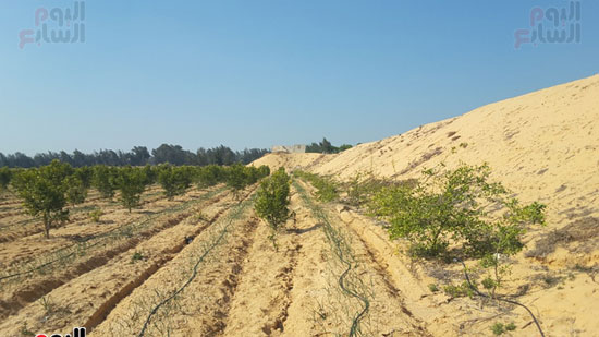 أرض زراعية تم إزالة الرمال منها وعلى جانبها كمية كبيرة من الرمال