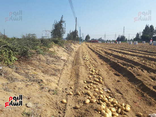 جانب من محاصيل البطاطس داخل أراضى تم إزالة الرمال منها
