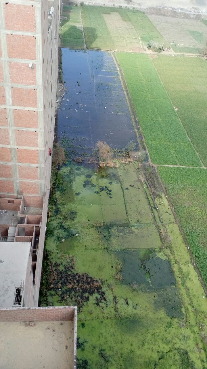 غرق الزراعات بسبب كسر ماسورة المياه
