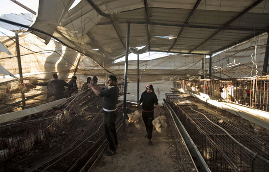 المزارعون الفلسطينيون يتفقدون أثار القصف الجوى للمزارع