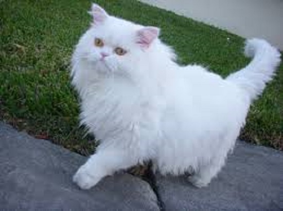 قطة بيضاء
