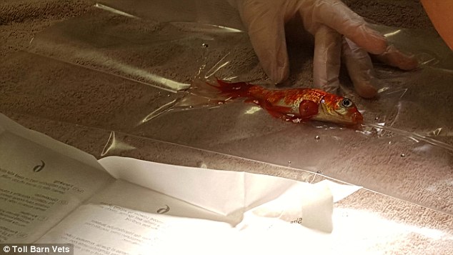 السمكةبعد العملية الجراحية