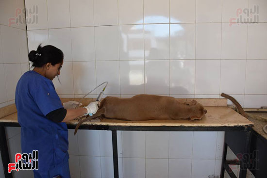تقديم العلاج والحقن لكلب داخل المستشفى