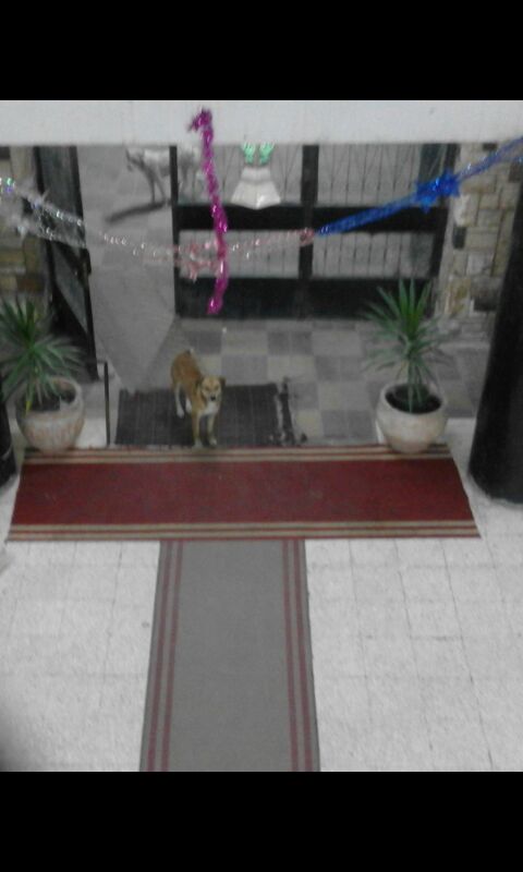 الكلاب الضالة فى مدخل إحدى العقارات بمدينة نصر