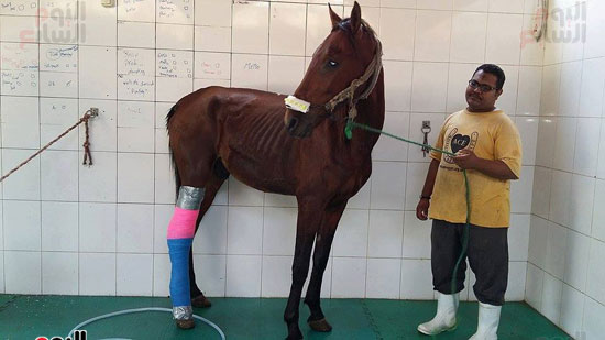 وضع جبيرة لأحد الخيول بعد كسر ساقه