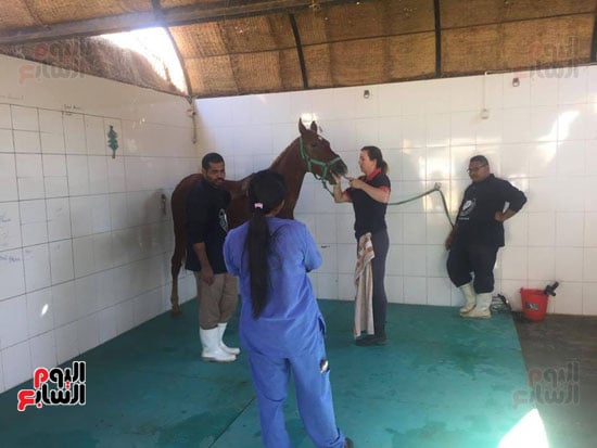 جانب من فحص وعلاج أحد الخيول بالمستشفى