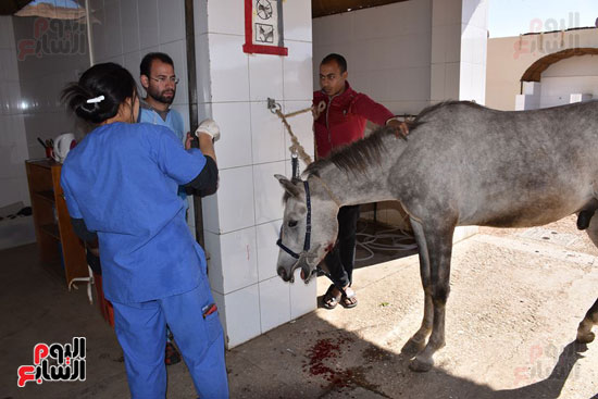 أحد الخيول المصابة يتلقى العلاج الطبى اللازم