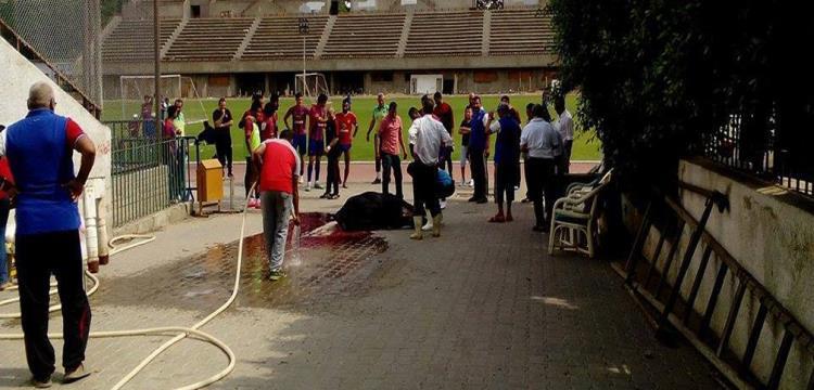 لاعبو الاهلي يذبحون عجلا قبل احدى المباريات